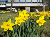 Daffodils in front of the Branch Library Physics