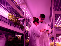 Researchers in a plant labor