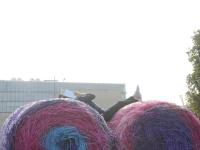 Student with book on hay bales in front of the university