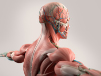 Human anatomy