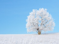 Verschneiter Baum in einer winterlichen Landschaft