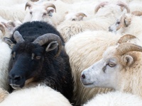 A black sheep in a flock of white sheep