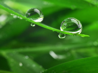 Grass blades with a large water droplets