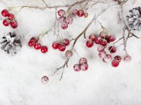 Vereiste Beeren an Zweigen