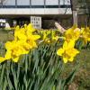 Daffodils in front of the Branch Library Physics