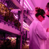 Researchers in a plant labor