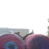 Student with book on hay bales in front of the university