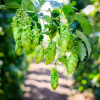 Green hop cone