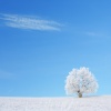 Verschneiter Baum in einer winterlichen Landschaft