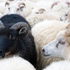Ein schwarzes Schaf in einer weißen Schafsherde