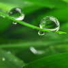 Grass blades with a large water droplets