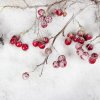 Iced berries on branches