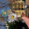 Gänseblümchen, Tierischturm im Hintergrund