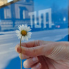 Schmuckbild mit Gänseblümchen und Würfel am Haupteingang der TUM