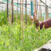 Scientist in a greenhouse